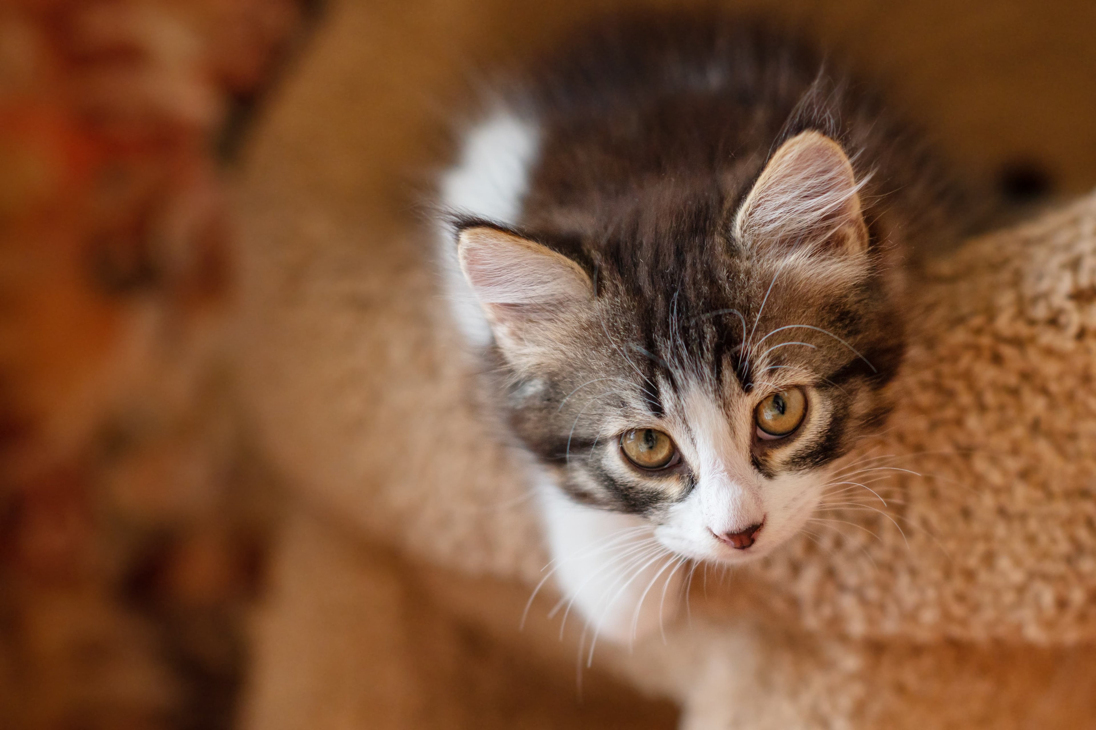 kitten on the floor