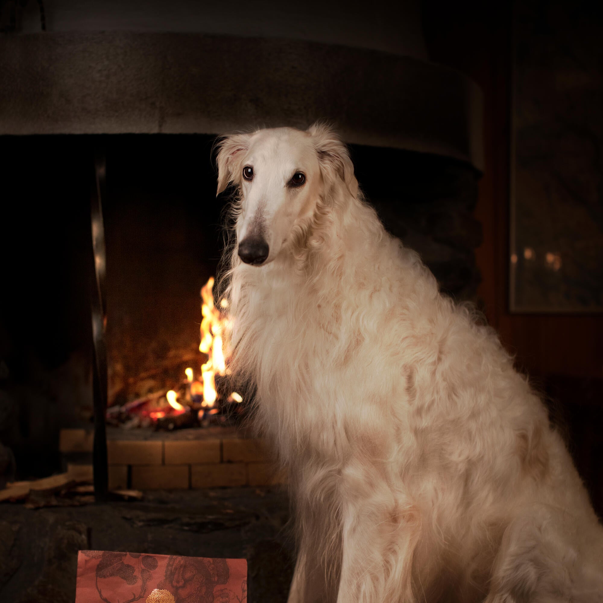 Choosing the Right Dog Food