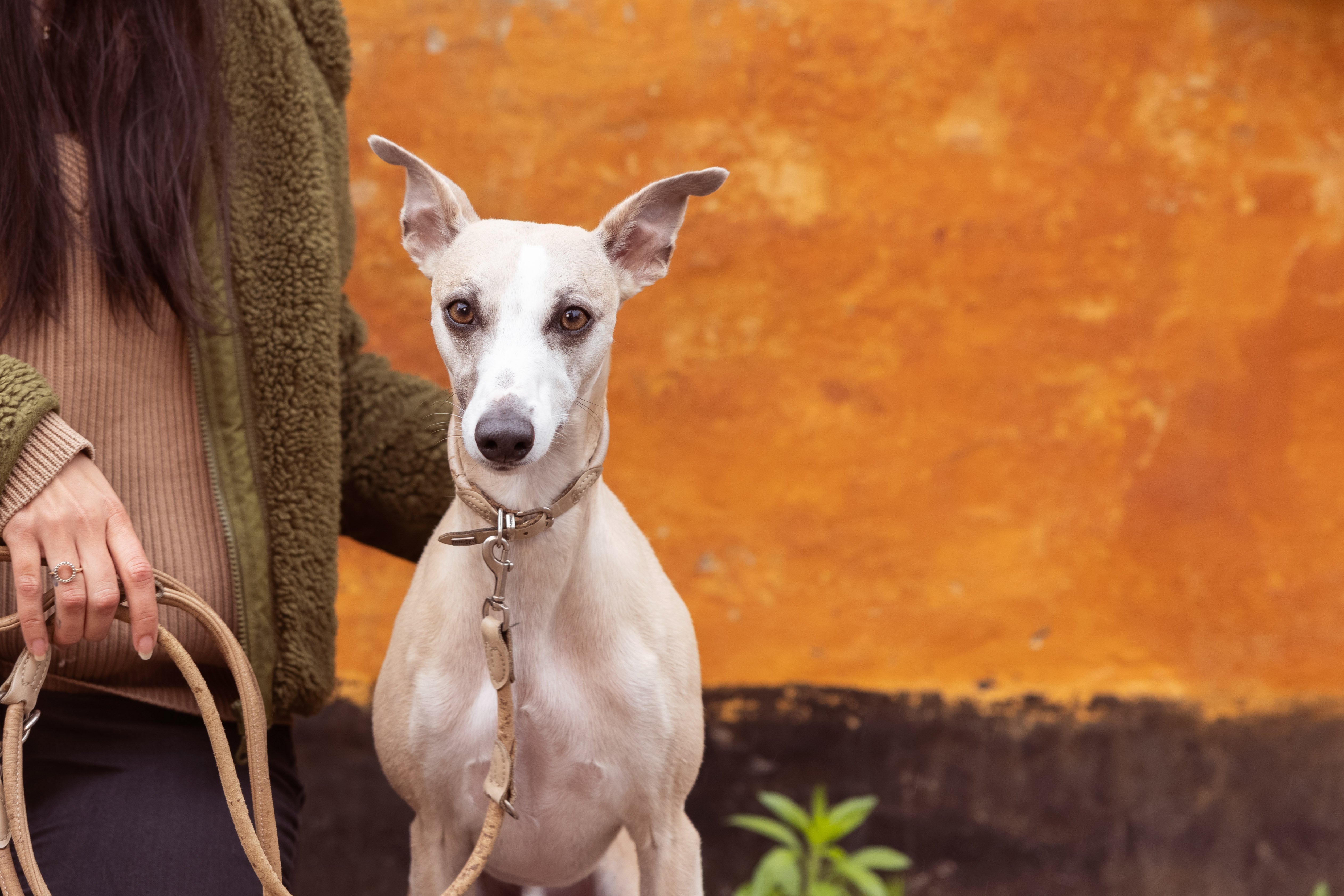 Kibbles; to Feed or Not to Feed