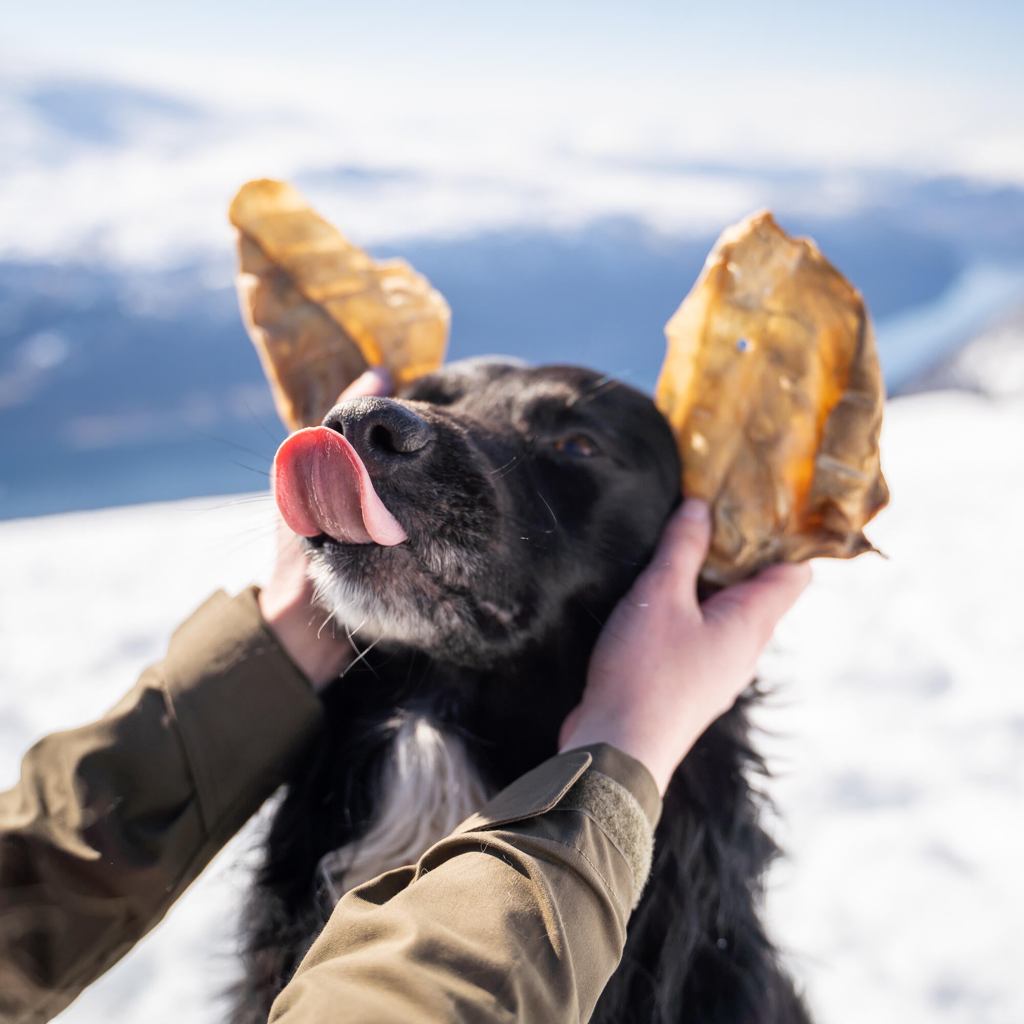 How to Read the Nutritional Analysis of Pet Food?