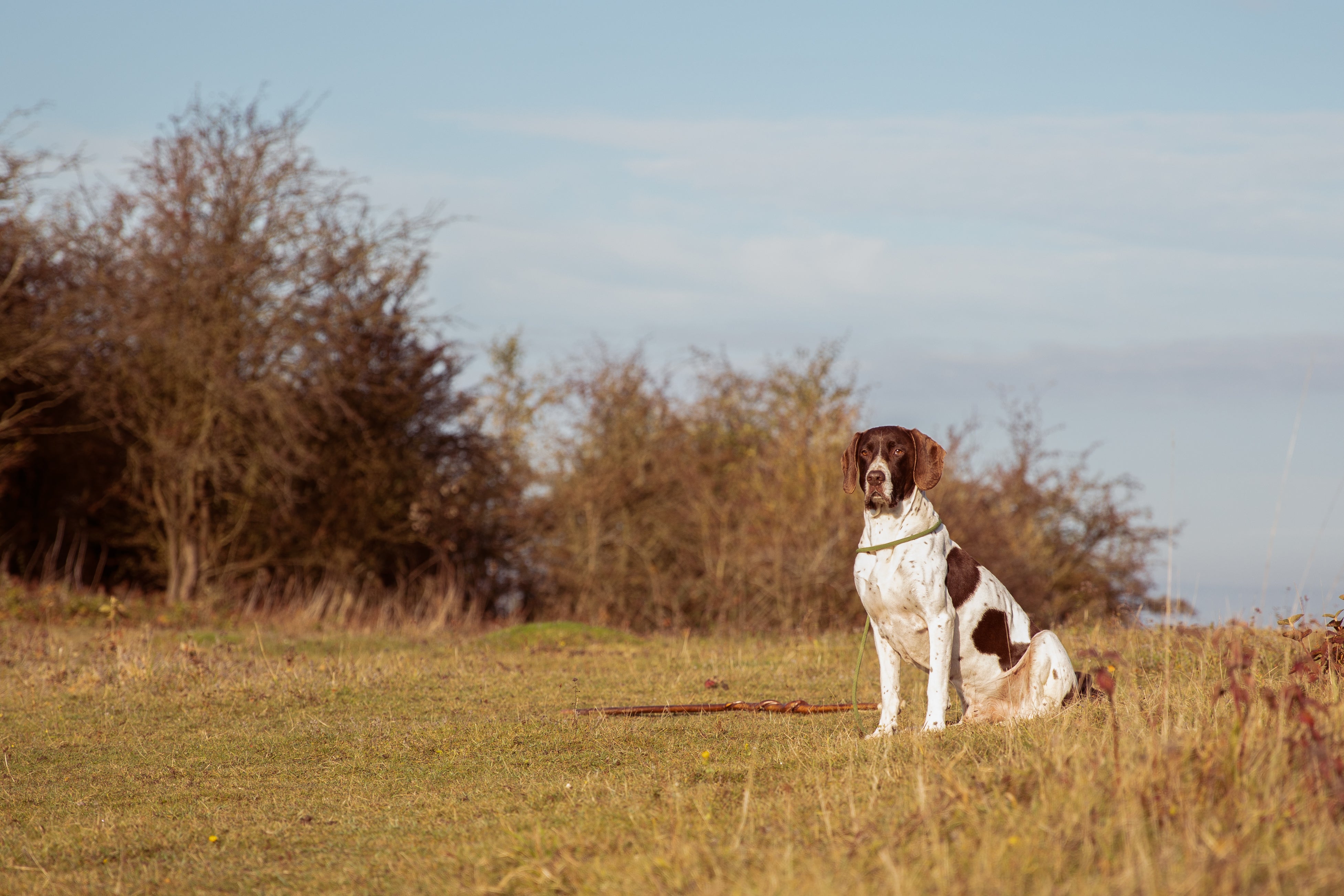 Dog Meals Sample