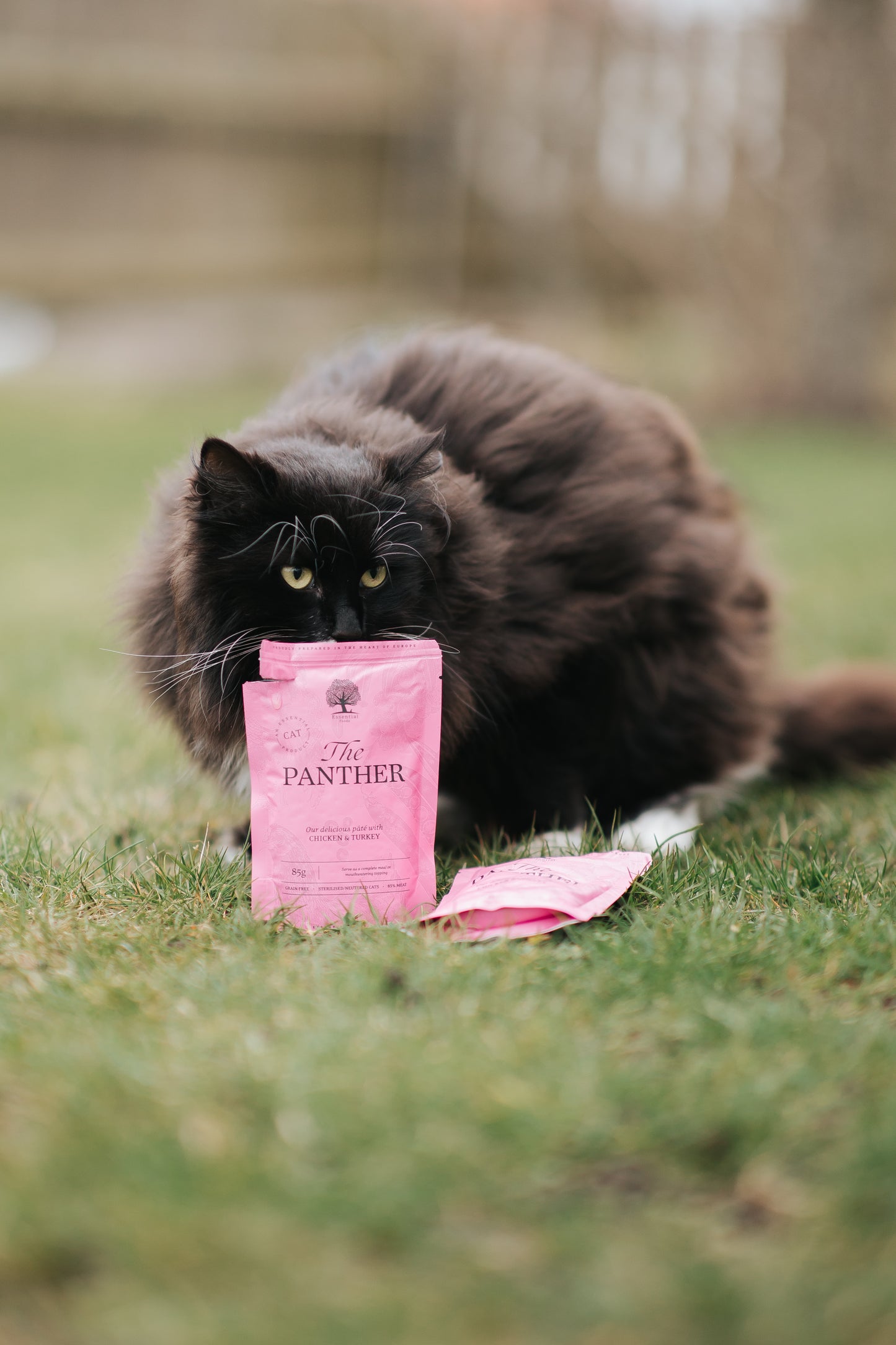 85G THE PANTHER PATE SAMPLE